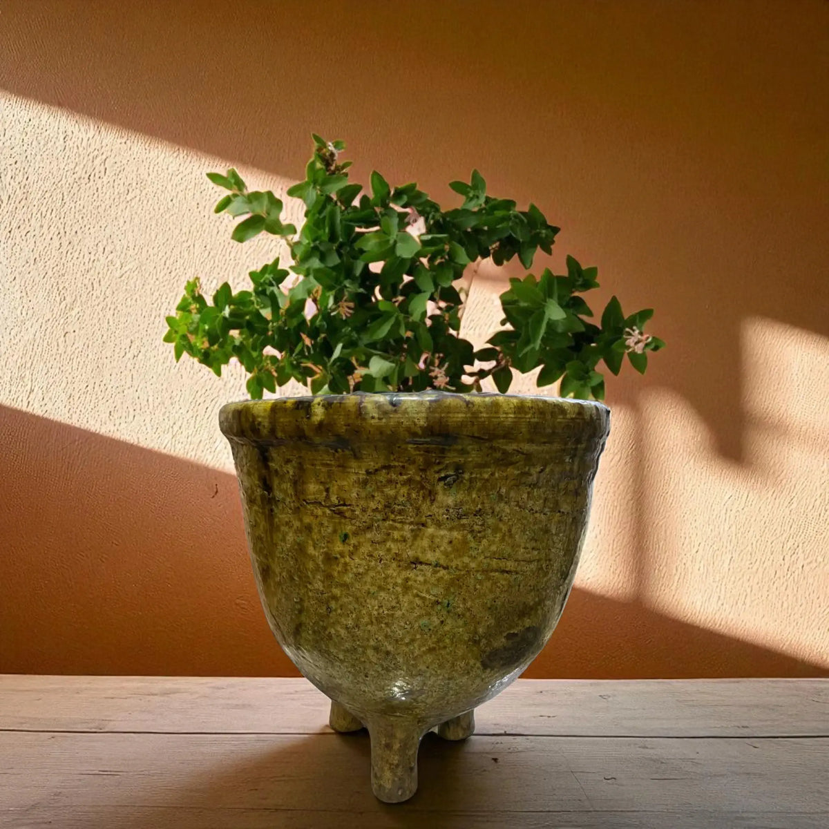 Potted plant in a textured green pot against a warm-toned wall.