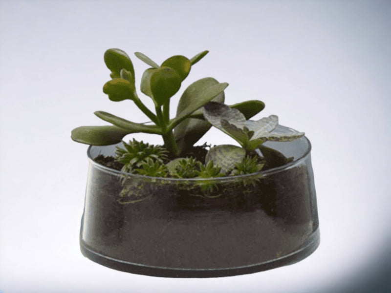 Round Hand Blown Glass Salad Bowl