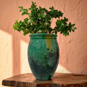 Green plant in a textured vase on a wooden surface with a warm-toned wall background