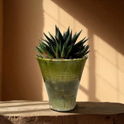 Potted succulent plant on a wooden surface with a warm background