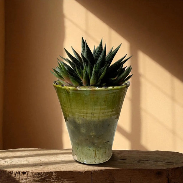 Potted succulent plant on a wooden surface with a warm background