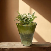 Ceramic pot with plants on a wooden surface against a beige wall