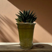 Potted plant on a wooden surface with a beige wall background