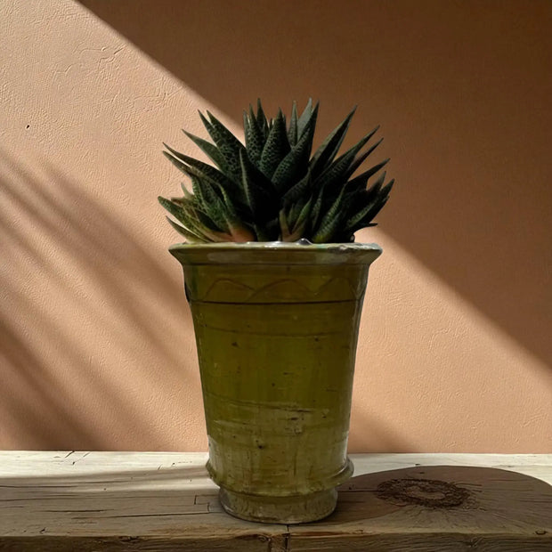 Potted plant on a wooden surface with a beige wall background